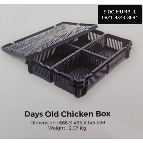 Days Old Chicken Doc Box Keranjang Anak Ayam Sekat 4